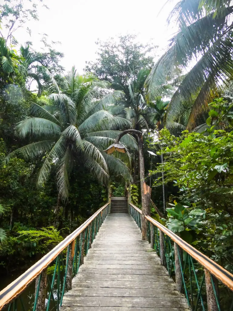 Beautiful bridges leading through a jungle resort in Sepilok