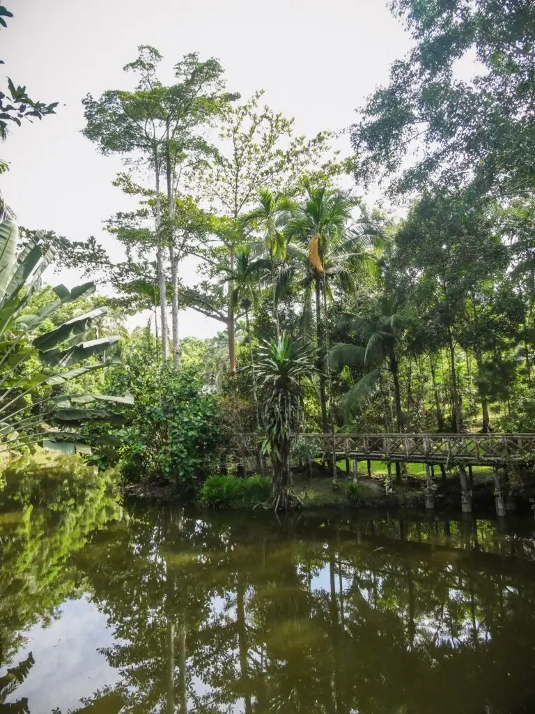 Tranquil surroundings in a jungle resort in Sepilok