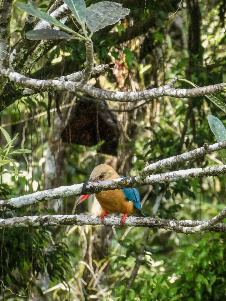 Kingfisher sitting in the trees of Sepilok