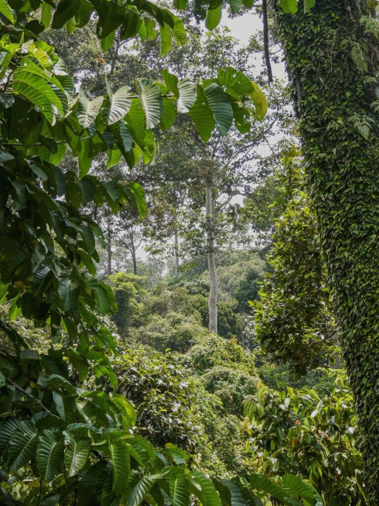 Lush and thick rain forests in Sepilok, Borneo