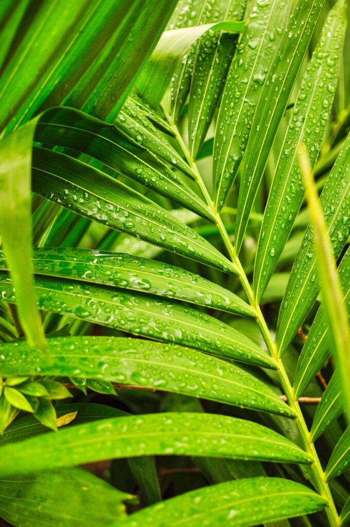 Rain drops at tropical plants