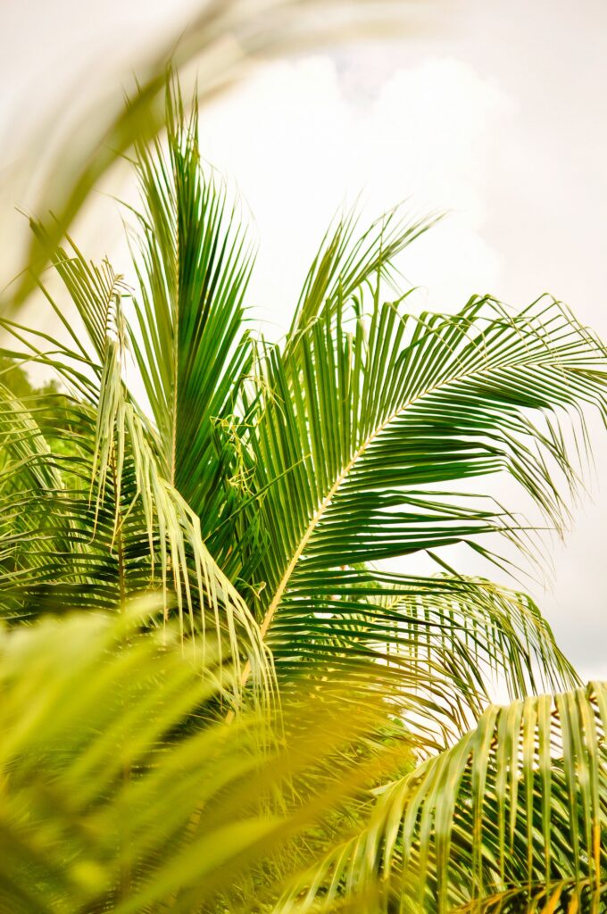 Palmtrees by Laguna de Apoyo