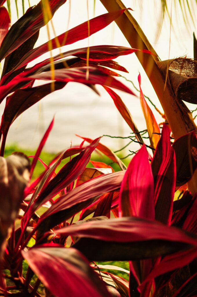 Colorful plants by the beach at Laguna de Apoyo