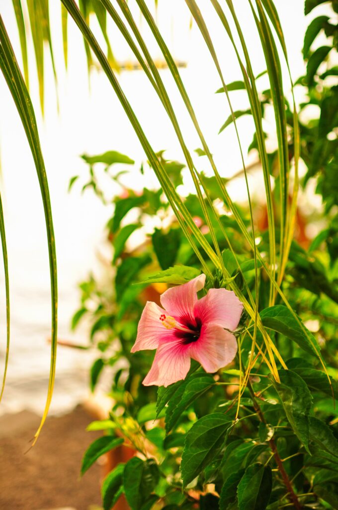 Flowers and fauna at Laguna de Apoyo