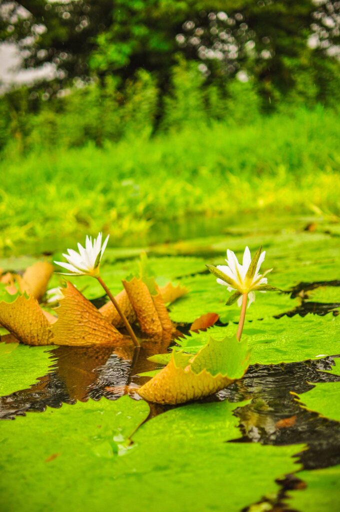 Flowers in the water of the Granada archipelago