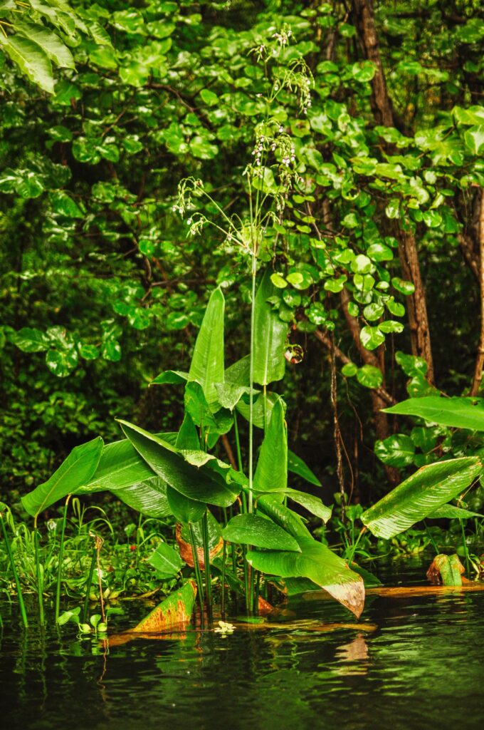 Beautiful plants and vegetation in Isletas de Granada