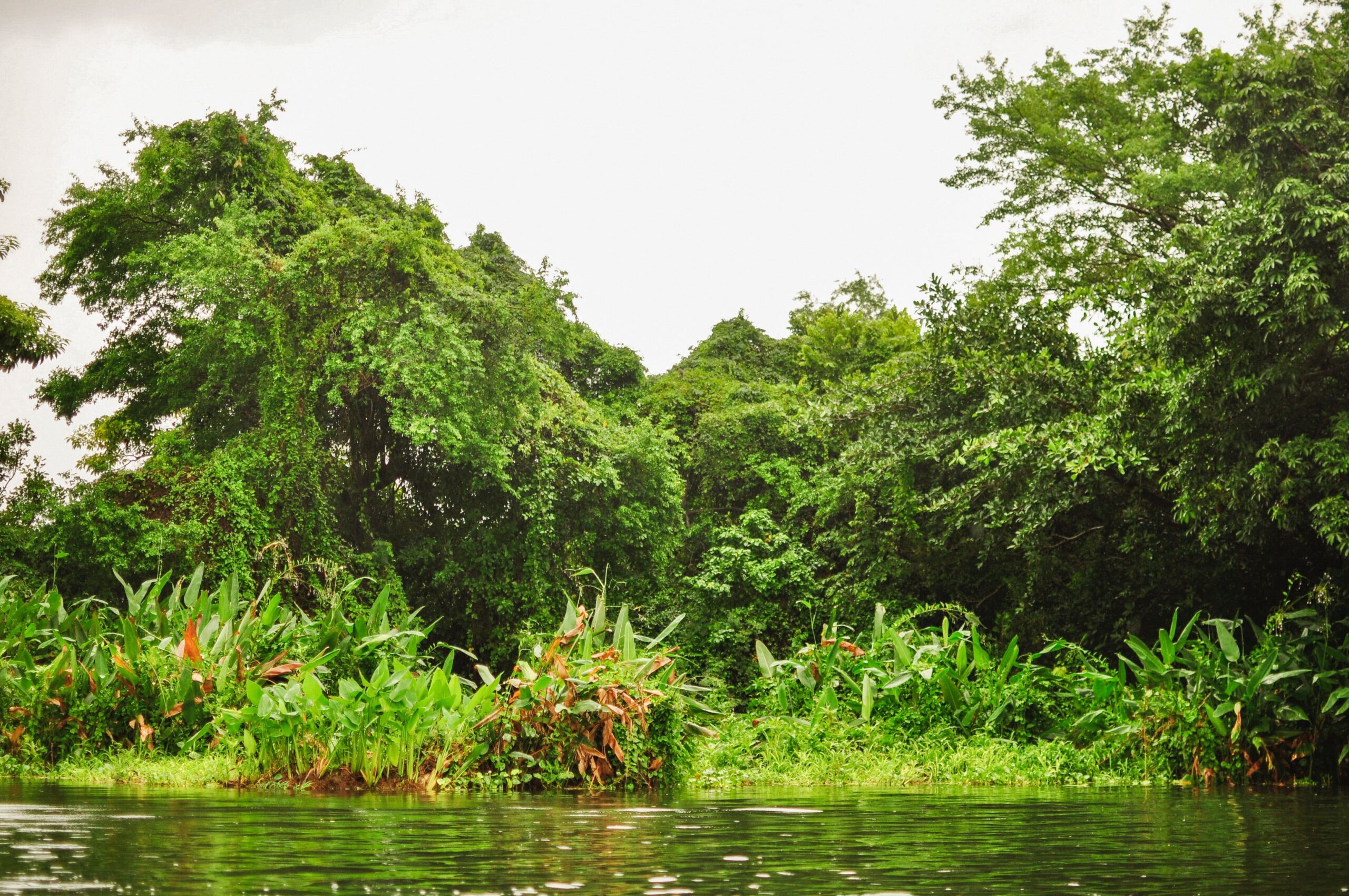 Lush vegetation around Isletas de Granada in Nicaragua