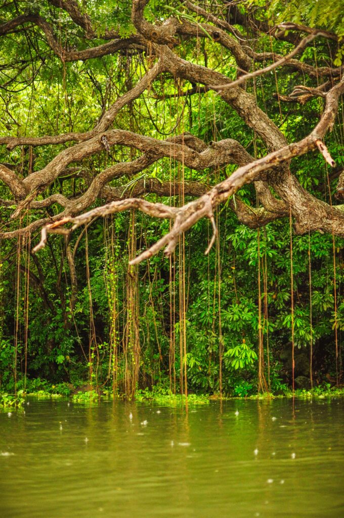 Tropical archipelago in Lake Nicaragua