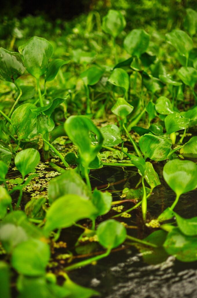 Green details in Granada archipelago