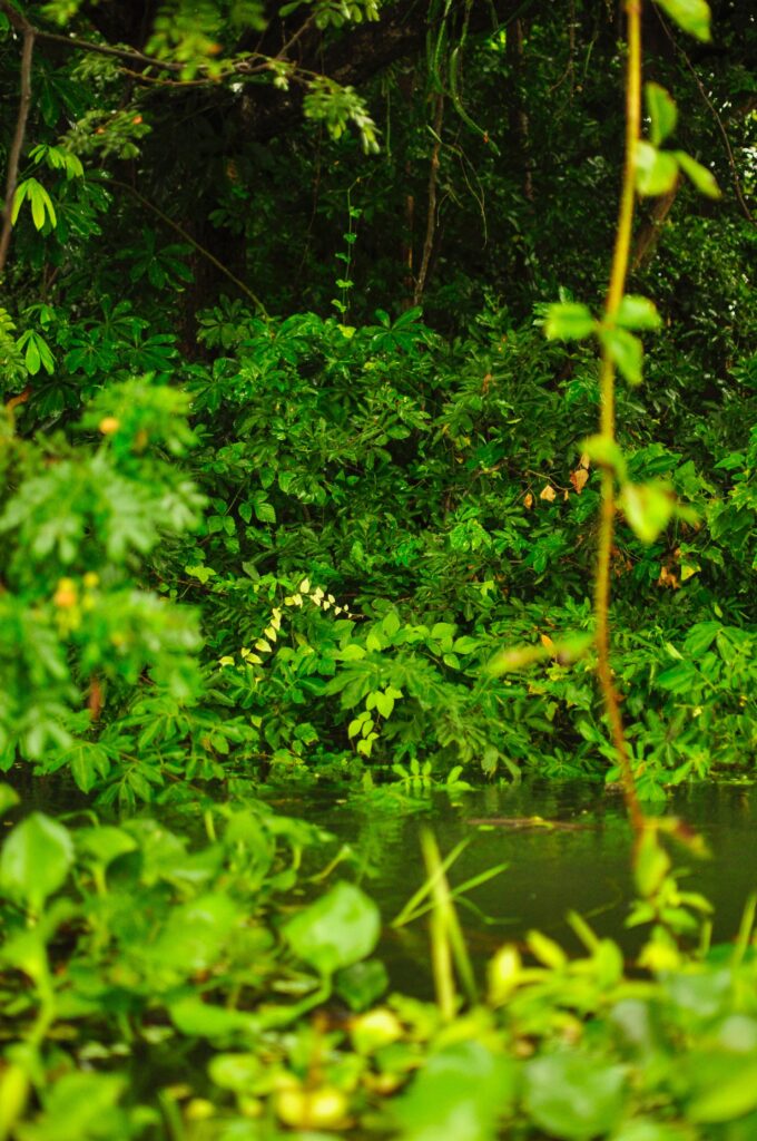 Isletas de Granada are green and tropical