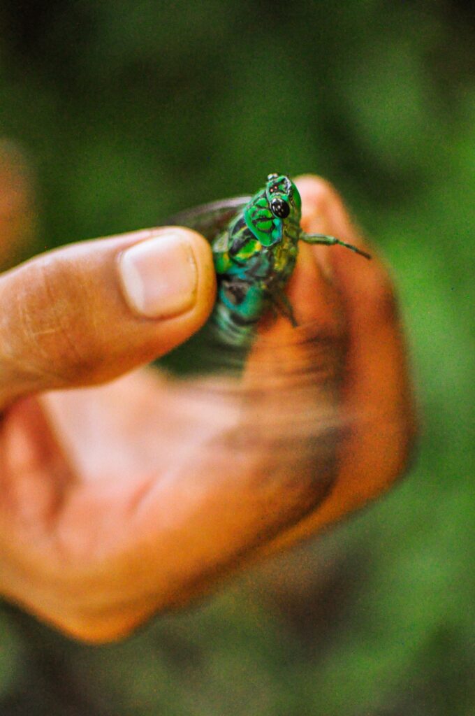 A colorful cikada