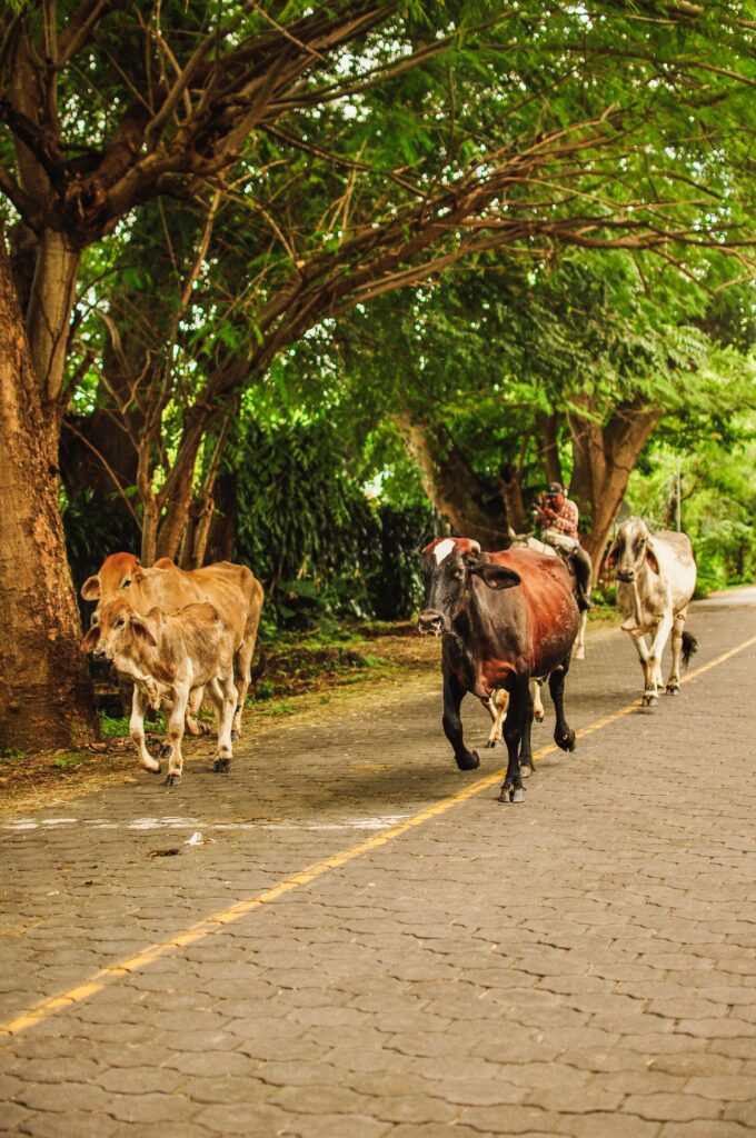 Cows running wild on the streets of Ometepe island