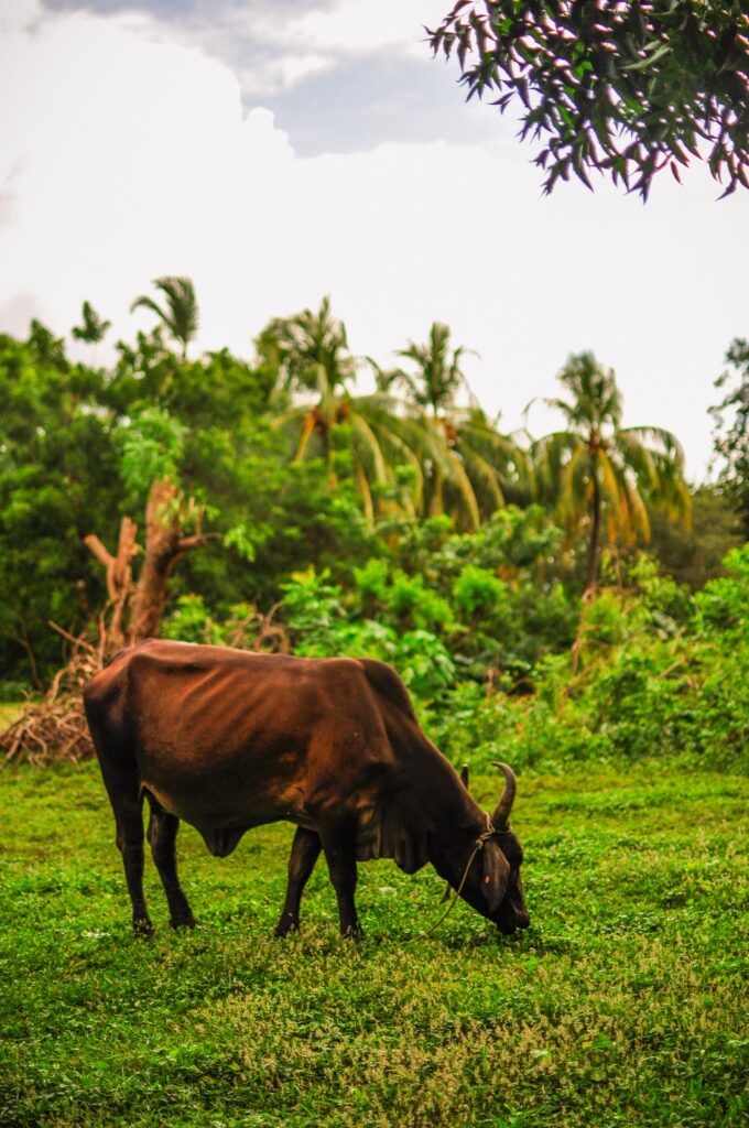 Cows in Ometepe island