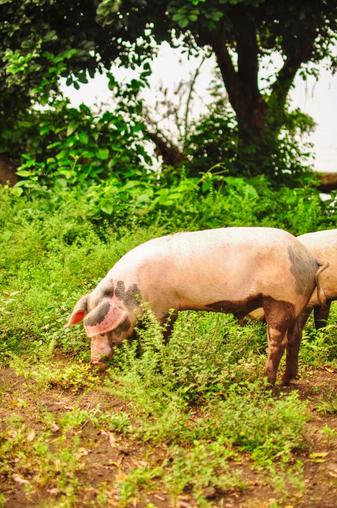 Pigs walking on the side of the roads of Ometepe