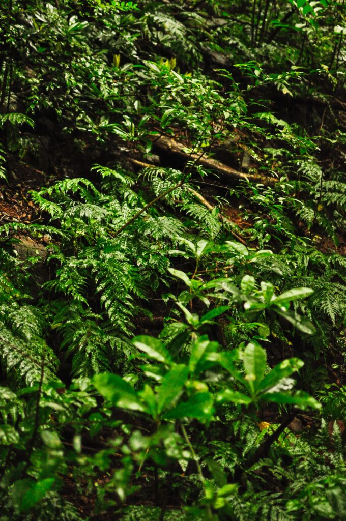 Tropical plants on the San Ramón hike