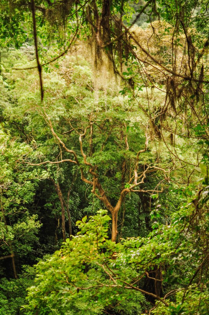 The Maderas volcano is coveres in tropical rainforest