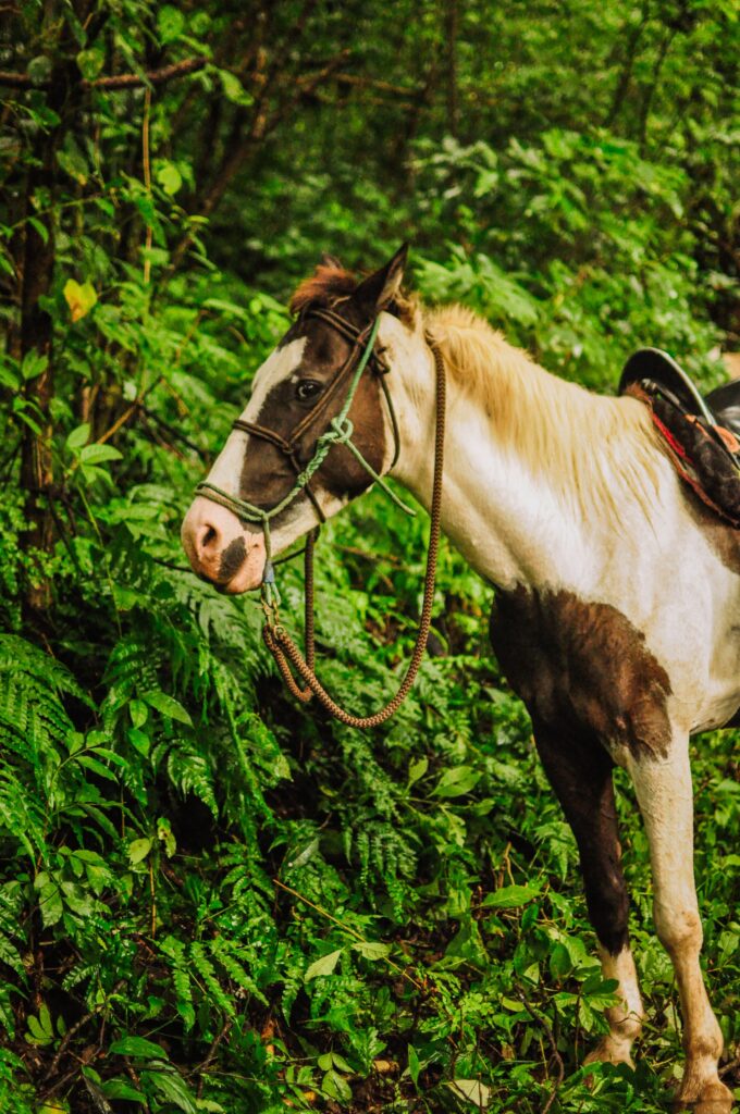 You might encounter horses when hiking to San Ramón waterfall