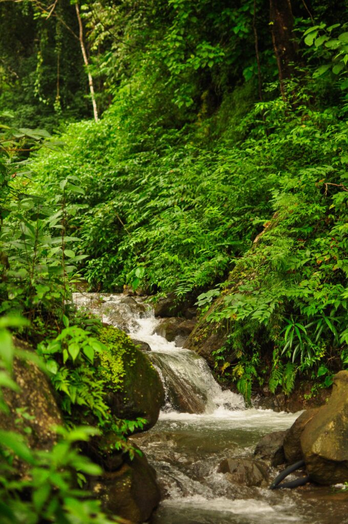 River running through the jungle on the Maderas volcano