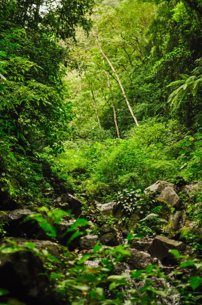 The jungle of Ometepe is lush and green