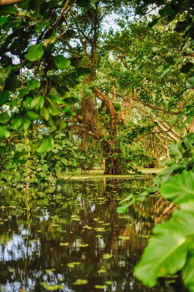 One of the best things to do in Ometepe is kayaking Rio Istián