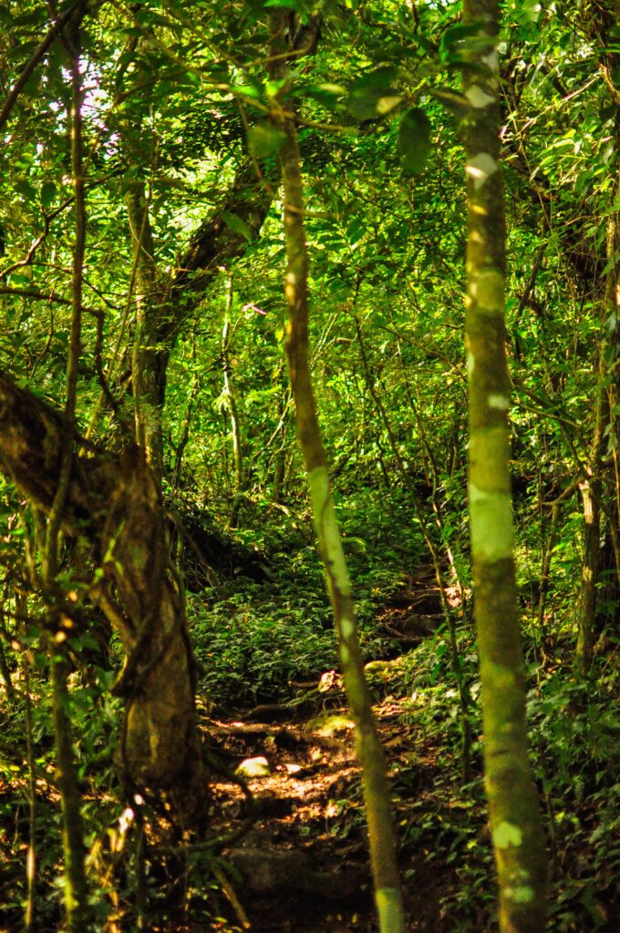 Thin paths leading you through tropical rainforests in Ometepe