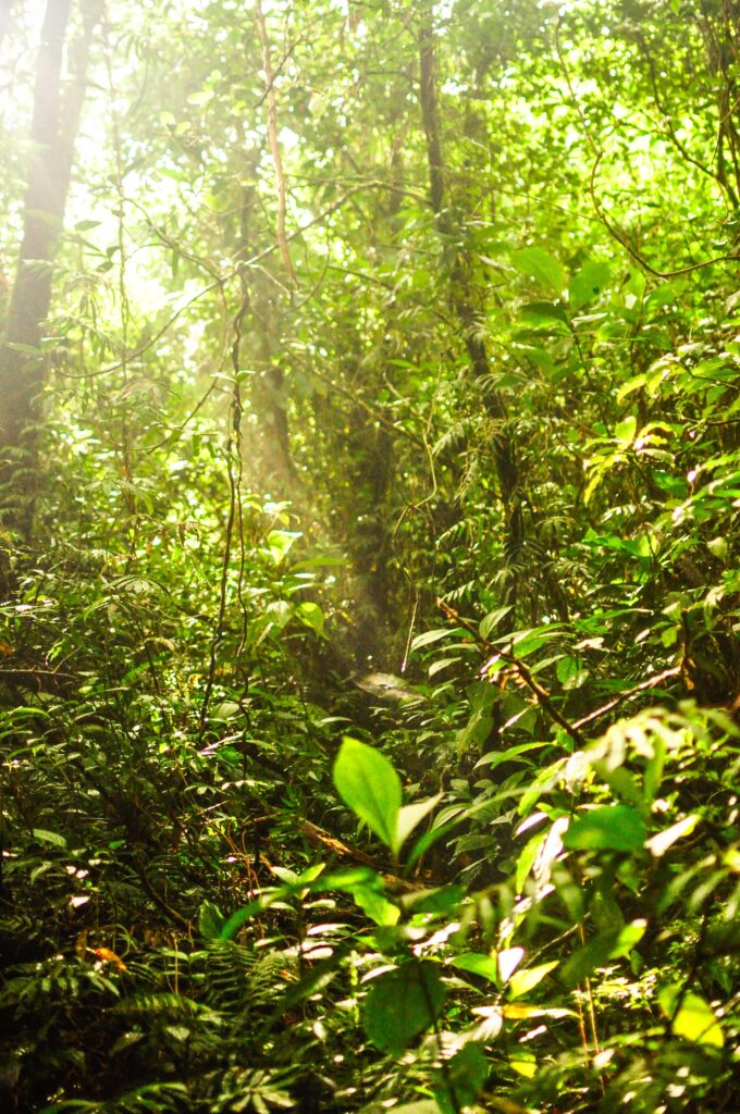 Tropical rainforests in Nicaragua