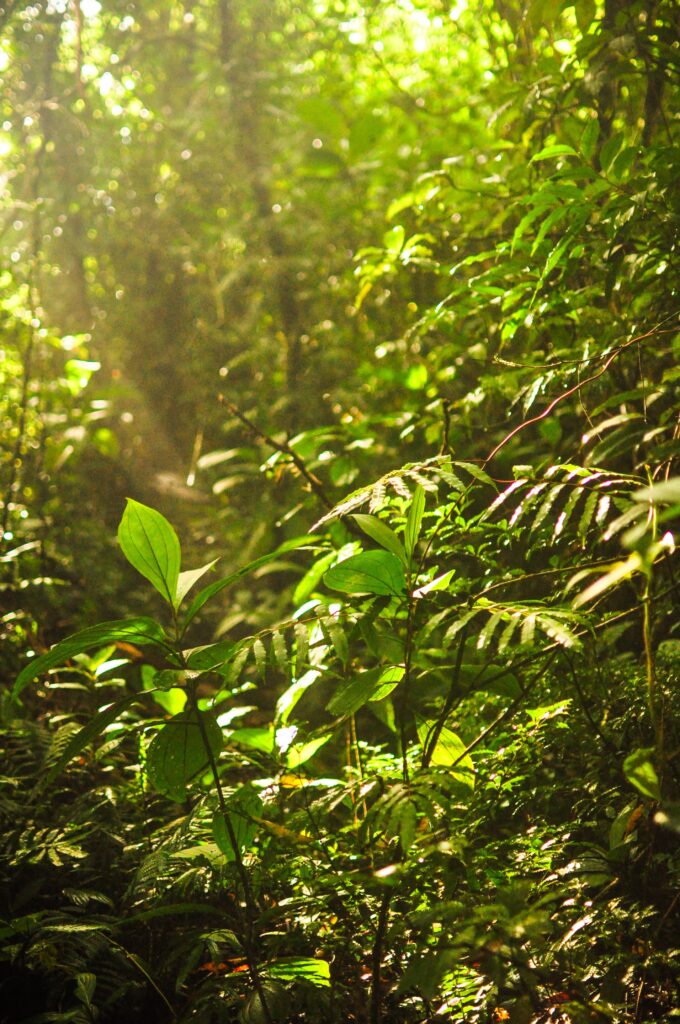 Sunshine through the thick rainforest in Maderas