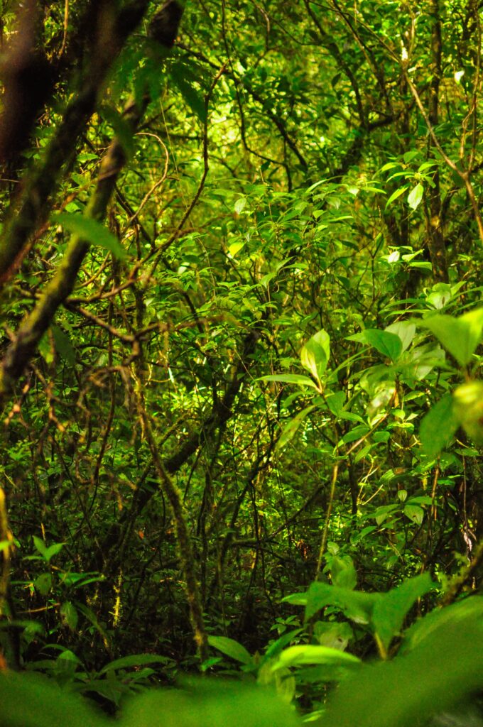 Lush and green nature on the Maderas volcano hike