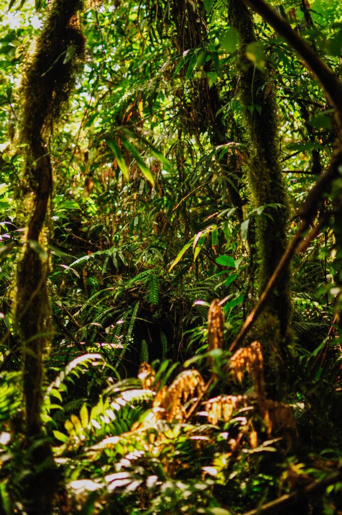 Beautiful nature on the Maderas volcano