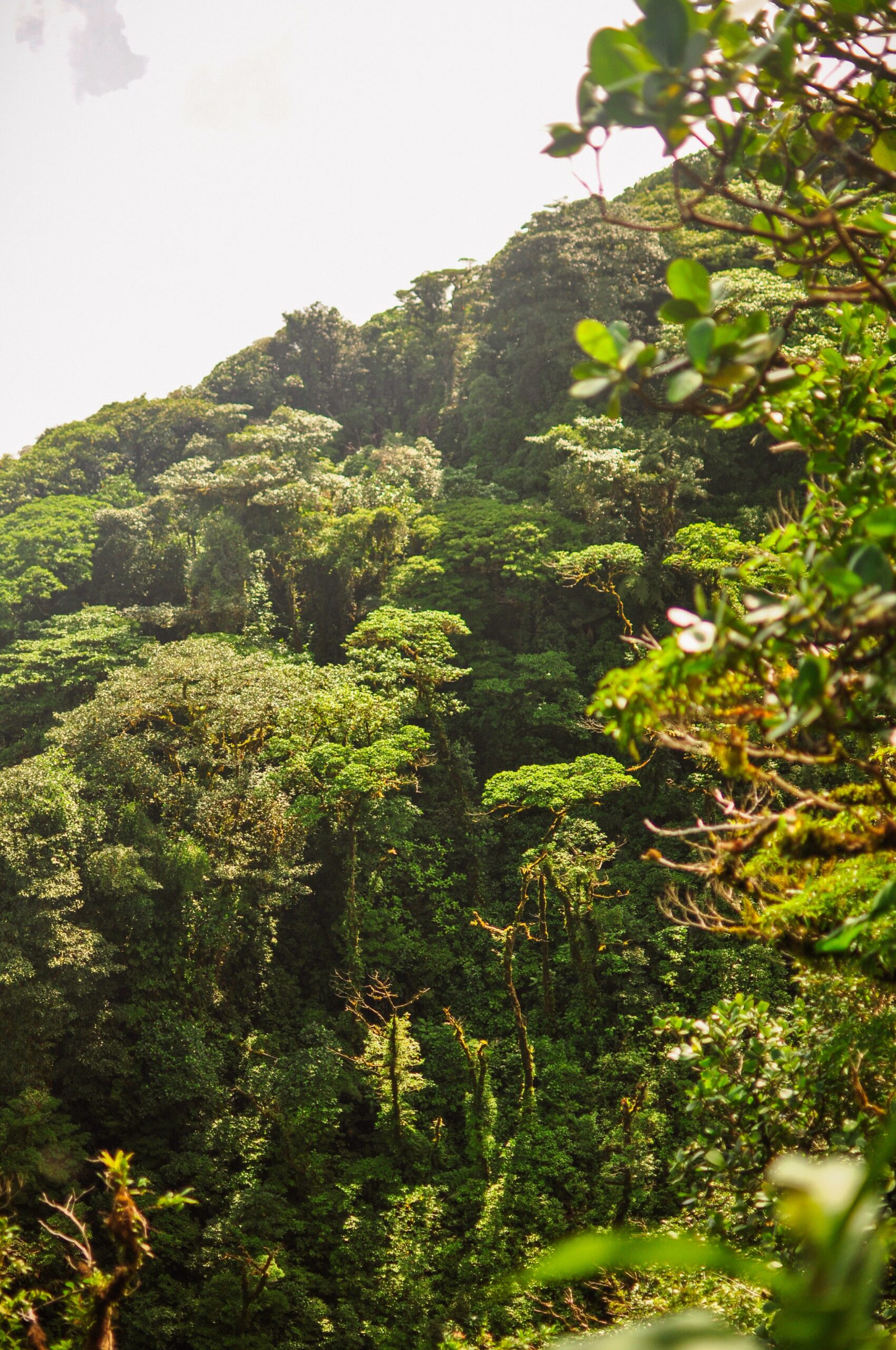 Stunning rainforest views when hiking Maderas volcano