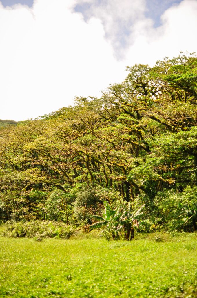 Unique trees and nature when reaching the top of Maderas volcano